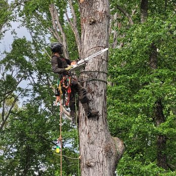 Luke Tree Walker - Tree Services Near Me Luke Tree Walker - Tree Services Near Me