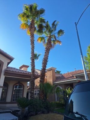 Tree Services - We offer tree maintenance, removal, planting & more! Tree Services - We offer tree maintenance, removal, planting & more!