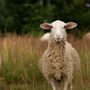 Photo of Gold Ridge Veterinary Services