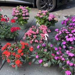 Annis Flower Shop - Flowers