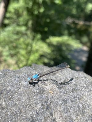 WISSAHICKON VALLEY TRAIL - Updated August 2024 - 264 Photos & 149