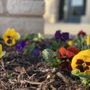 Photo of Peterson's Landscape & Maintenance Services
