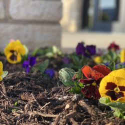 Peterson's Landscape & Maintenance Services