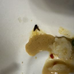 Mosquito / bug Mosquito / bug