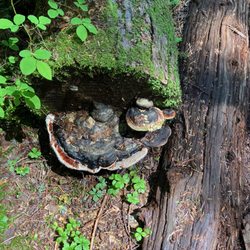 Brother's Creek Loop - June 1, 2025.