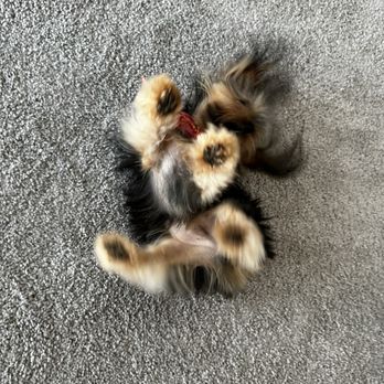 Bone Jour Pet Boutique - Pet Sitting Near Me - Bethesda, Maryland