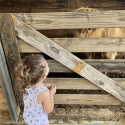 Sunny Day Farms - The cows were so sweet