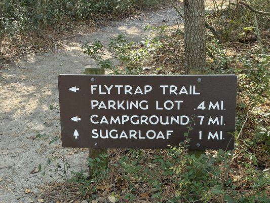 Carolina Beach State Park by null