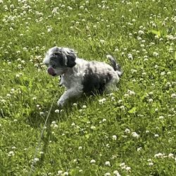 Walgreens - Madeline in a field of clover