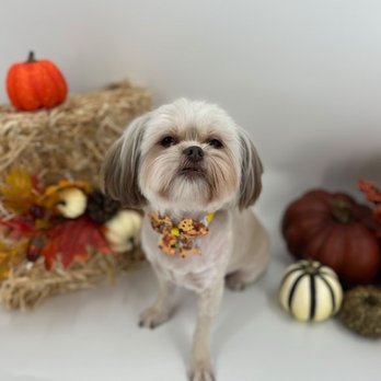 Elena’s Pet Grooming - Pet Groomers Near Me - Cedar Park , Texas