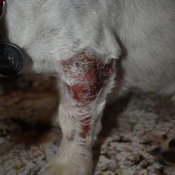 Sugarland Ranch - Front leg