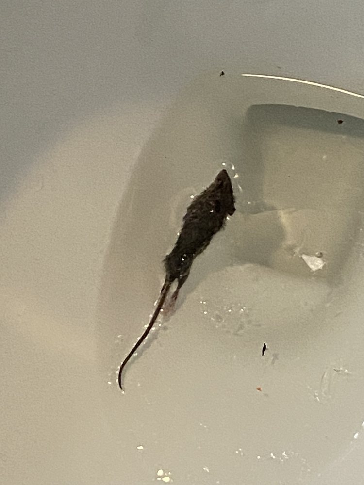 COVE WEST HARTFORD Updated September 2024 106 Kane St, West