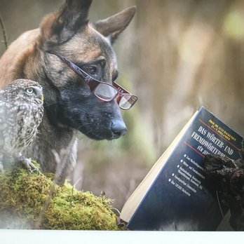 Dog Behavioral Training School - Teaching Humans to be Dog's Best Friend - Pet Training Near Me