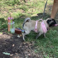 Woodland Art Fair - One of the many adorable dogs at the fair