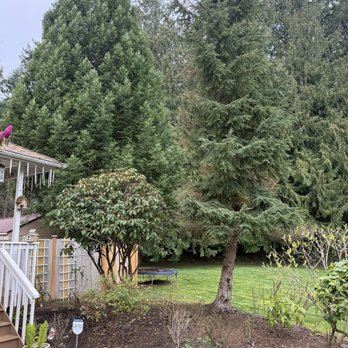 High Quality Tree Service - Tree Services Near Me - Lynnwood, Washington