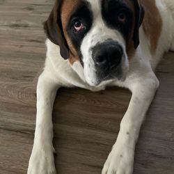 Friendship Pet Hospital - Nala