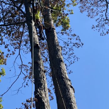 RF Green Trees - Tree Services Near Me RF Green Trees - Tree Services Near Me