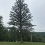 Photo of All American Tree Service