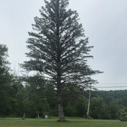 All American Tree Service - Huge pine tree