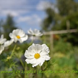 Eastlake P-Patch Garden @ Lake Union, Seattle WA Nikon D810 | 24-70mm f2.8 | No Post Processing