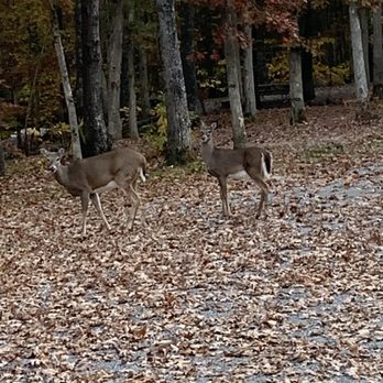 Breaks Interstate Park - Wildlife at our campsite. - Parks Near Me - Breaks, Virginia Breaks Interstate Park - Wildlife at our campsite. - Parks Near Me - Breaks, Virginia