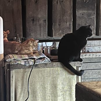Ruhstaller Farm - The bar back cats lounging on the job - Breweries Near Me - Dixon, California Ruhstaller Farm - The bar back cats lounging on the job - Breweries Near Me - Dixon, California