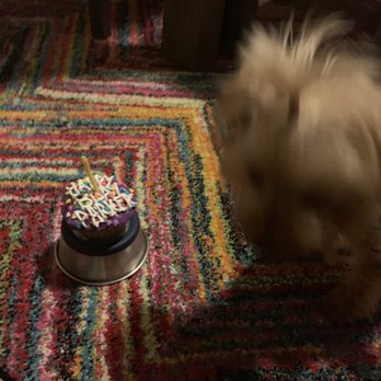 Dog City Bakery II - They even throw in a candle! - Pet Stores Near Me - Sandy Springs, Georgia