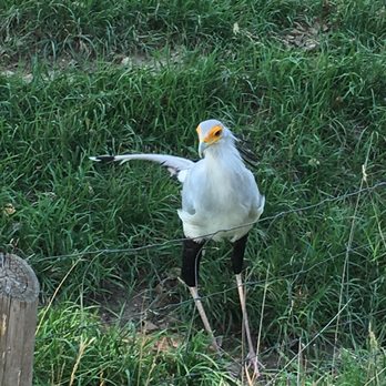 Denver Zoo - Secretary Bird (9/8/18) - Zoos Near Me - Denver, Colorado Denver Zoo - Secretary Bird (9/8/18) - Zoos Near Me - Denver, Colorado