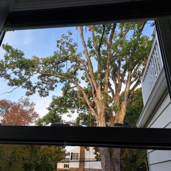 Cross Island Tree & Land - CLIMBING TO THE TOP OF OUR OLD OAK TREE LIKE IT WAS NOTHING! - Tree Services Near Me - Freeport, New York Cross Island Tree & Land - CLIMBING TO THE TOP OF OUR OLD OAK TREE LIKE IT WAS NOTHING! - Tree Services Near Me - Freeport, New York