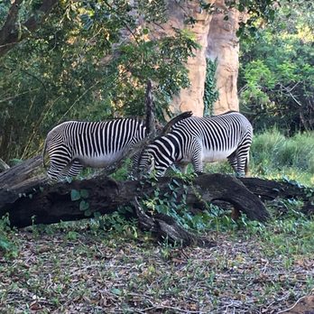 Gorilla Falls Exploration Trail - Amusement Parks Near Me - Lake Buena Vista, Florida