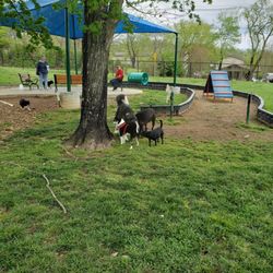 Sevierville Petsafe  Unleashed Dog Park