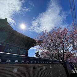 Han MA Um Zen Center of New York - Cherry blossoms of temple