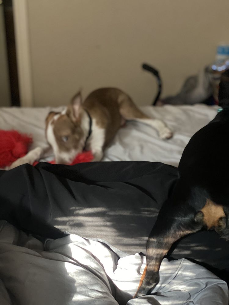 KOY ANIMAL CLINIC Updated September 2024 34 Reviews 3501 Williams