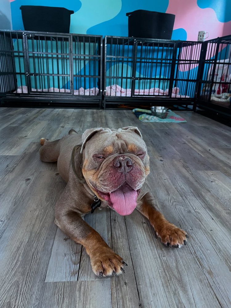Pink Puppy Club - pet boarding facility in Lakeland, FL