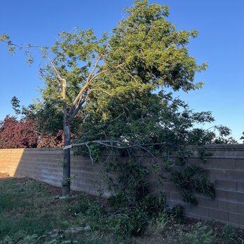 Marchands Tree Service - Chinese Pistache. Gusty winds blew a large branch off. Solution was to cut down to stump. - Tree Services Near Me - Vacaville, California