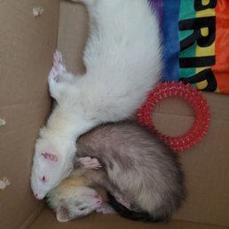 Ferret Kits 2