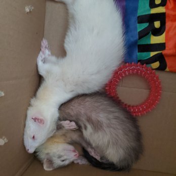Pratt's Pets - Mesa - Ferret Kits 2 - Pet Stores Near Me - Mesa, Arizona