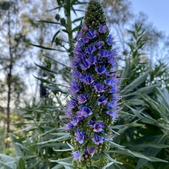Caldecott Field - Beautiful! - Hiking Near Me - Oakland, California Caldecott Field - Beautiful! - Hiking Near Me - Oakland, California