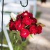 Carlson Wildwood Florist gift card