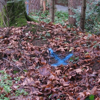 The Leak Detectives - Plumbing Near Me The Leak Detectives - Plumbing Near Me