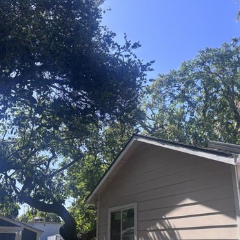 Aly's Tree Trimming & Yard Clean-Up - Part of oak tree and avocado trees - Landscaping Near Me - San Jose, California Aly's Tree Trimming & Yard Clean-Up - Part of oak tree and avocado trees - Landscaping Near Me - San Jose, California