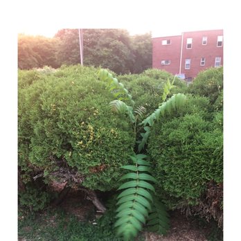 Brooks Landscaping - a picture of a plant growing out of the ground - Landscaping Near Me