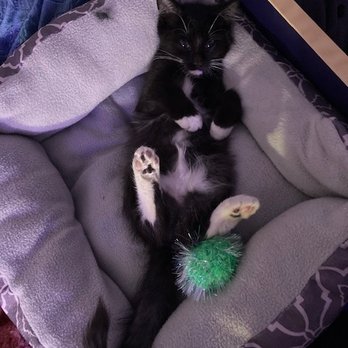 Peninsula Humane Society & SPCA - Animal Shelters Near Me - San Mateo, California Peninsula Humane Society & SPCA - Animal Shelters Near Me - San Mateo, California