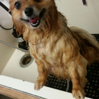 K-9 Kingdom - Can a bath get any better than this? - Pet Groomers Near Me - Richmond Heights, Ohio K-9 Kingdom - Can a bath get any better than this? - Pet Groomers Near Me - Richmond Heights, Ohio