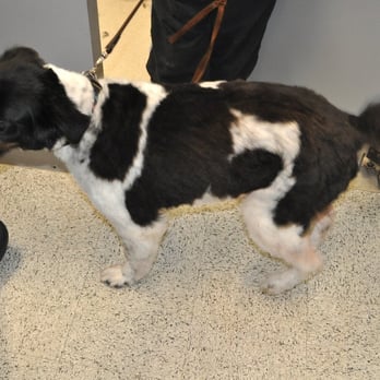 Petco - My shorn dog - Pet Stores Near Me - Gresham, Oregon