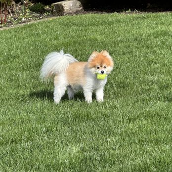 Greenridge Landscape - Green grass, no weeds or dandelions. - Tree Services Near Me - Edmonds, Washington Greenridge Landscape - Green grass, no weeds or dandelions. - Tree Services Near Me - Edmonds, Washington