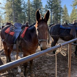 Canyon Trail Rides