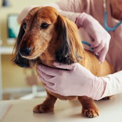 Amberwood Veterinary Hospital
