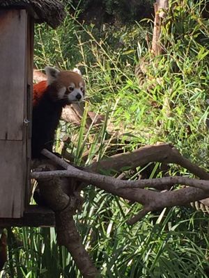 Melbourne Zoo by null