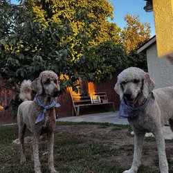 The Dog House Grooming